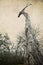 Dragon Head Shaped Southern Live Oak Tree