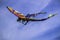 Dragon Kite in Rockland