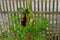 Dragon Lily Purple Bud on Fence 08