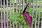 Dragon Lily Purple Bud on Fence 10