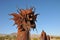 Dragon Metal Sculpture at Anza Borrego Desert California