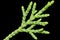 Dragon Pine Leaf Macro(Juniperus chinensis)