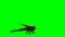 Dragon posing - green screen