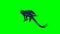 Dragon runs - rear view - green screen