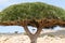 Dragon\'s Blood Tree at the island of Socotra