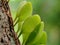 dragon scales leaf is a parasite that lives on other plants, selective focus