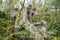 The dragon sculpture, statue in famous park of the monsters in Bomarzo Italy