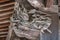 Dragon shaped miyabori carving gargoyle wooden roof ornament at Shuzenji Temple