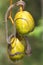 A dragon snake is looking for prey on a branch of an ambarella tree filled with fruit.