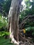 Dragon Tree