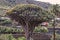 Dragon tree