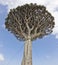 Dragon tree