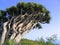 Dragon tree