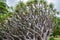 Dragon tree with the amazing abstract pattern at a Botanic garden.