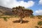 Dragon tree, Blood tree on Homhil plateau, Socotra island, Indian ocean, Yemen