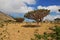 Dragon tree, Blood tree on Homhil plateau, Socotra island, Indian ocean, Yemen