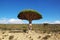 Dragon tree, Blood tree on Homhil plateau, Socotra island, Indian ocean, Yemen