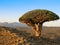 Dragon tree, endemic plant of Socotra island Yemen