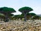 Dragon tree forest, endemic plant of Socotra island Yemen