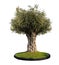 Dragon tree with many trunks in one green crown and green lawn isolated