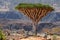 Dragon tree in Socotra mountains