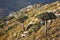 Dragon tree with Socotra mountains background