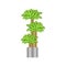 Dragon trees. Deciduous plant in flowerpot. House plant realistic icon for interior decoration . Coniferous plant in