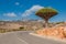 Dragon trees at Dixam plateau, Socotra Island, Yemen