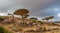 Dragon trees at Dixam plateau, Socotra Island, Yemen