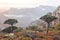 Dragon trees in Socotra mountains