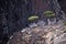 Dragon trees in Socotra mountains