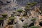 Dragon trees in Socotra mountains