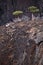 Dragon trees in Socotra mountains