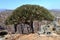 Dragon trees in Socotra mountains