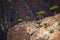 Dragon trees in Socotra mountains