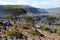 Dragon trees on Sokotra, Yemen