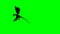 Dragon wywern is flying - green screen