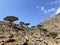 Dragonblood Tree Forest Socotra Island Yemen