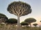 Dragonblood Tree Forest Socotra Island Yemen