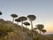 Dragonblood Tree Forest Socotra Island Yemen