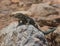 Dragonera lizards Podarcis lilfordi