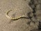 Dragonface Pipefish in the sand
