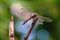 Dragonflies, animals that are now rarely encountered