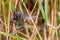 Dragonflies in the autumn reed