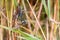 Dragonflies in the autumn reed