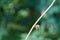 Dragonflies catch prey perched on a dry twigs.