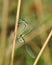 Dragonflies (damselfly) Ischnura pumilio (couple)