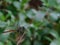 Dragonflies on dry branches