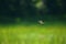 Dragonflies on flight with blurred green background