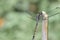 Dragonflies are a group of insects belonging to the Odonata